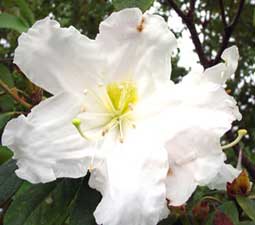 white-rose-unseenthailand