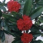 อุทยานแห่งชาติดอยเวียงผา (4)