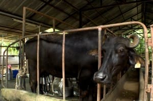 โครงการหลวงแม่ทาเหนือ (2)