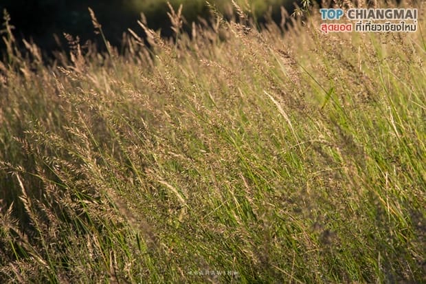 กิ่วแม่ปาน - ดอยอินทนนท์ (14)