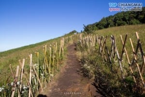 กิ่วแม่ปาน - ดอยอินทนนท์ (16)