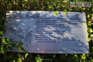 กิ่วแม่ปาน - ดอยอินทนนท์ (20)