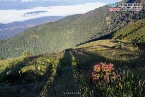 กิ่วแม่ปาน - ดอยอินทนนท์ (30)