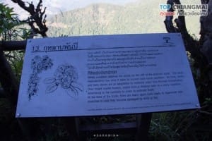 กิ่วแม่ปาน - ดอยอินทนนท์ (45)