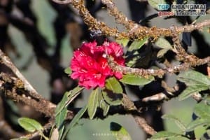 กิ่วแม่ปาน - ดอยอินทนนท์ (46)