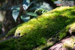 กิ่วแม่ปาน - ดอยอินทนนท์ (53)