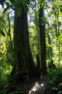 กิ่วแม่ปาน - ดอยอินทนนท์ (55)