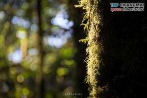 กิ่วแม่ปาน - ดอยอินทนนท์ (6)