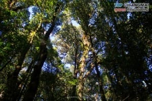 กิ่วแม่ปาน - ดอยอินทนนท์ (7)