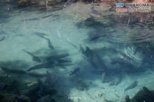 ถ้ำเชียงดาว (11)