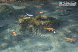 ถ้ำเชียงดาว (56)