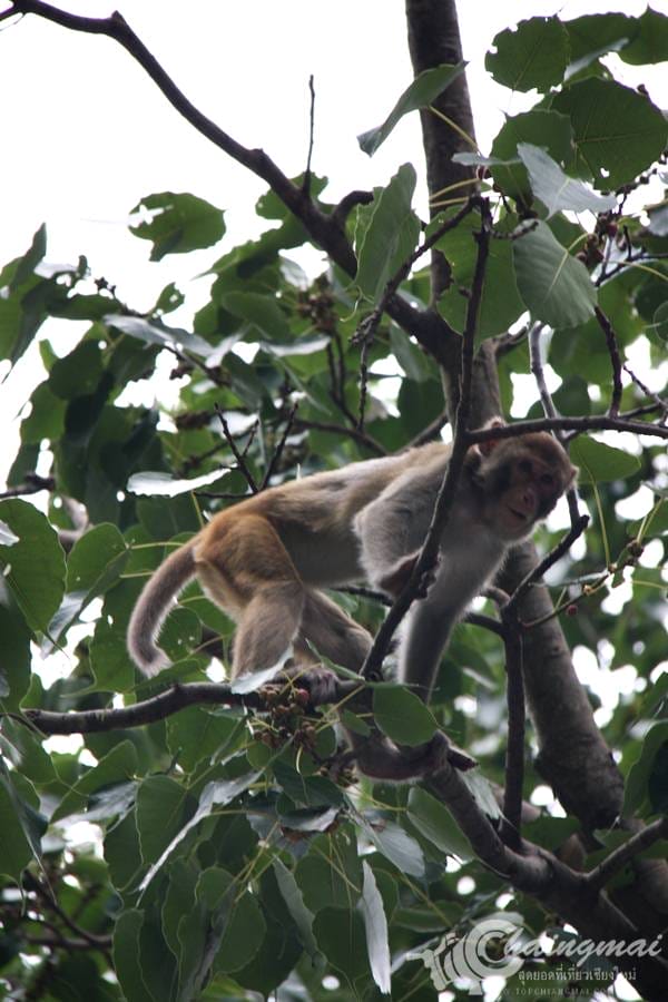 ถ้ำเมืองออน (27)