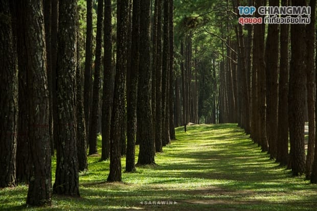สวนสนบ่อแก้ว - ฮอด (11)
