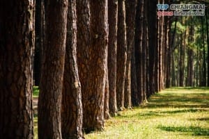 สวนสนบ่อแก้ว - ฮอด (13)