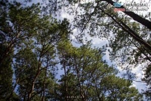 สวนสนบ่อแก้ว - ฮอด (14)