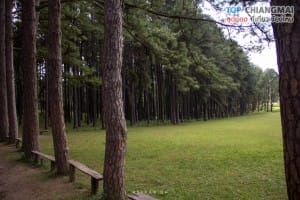 สวนสนบ่อแก้ว - ฮอด (2)