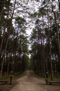 สวนสนบ่อแก้ว - ฮอด (5)