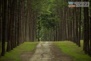 สวนสนบ่อแก้ว - ฮอด (6)