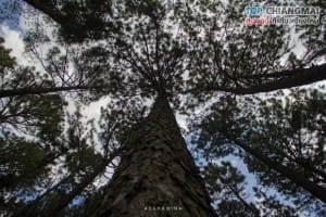 สวนสนบ่อแก้ว - ฮอด (9)
