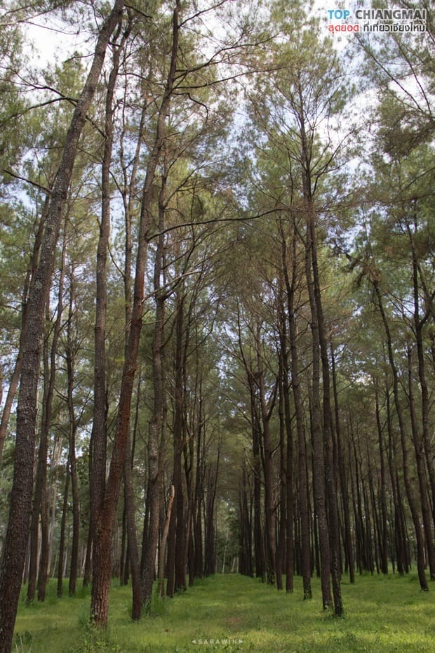 สวนสนแม่แตง (5)