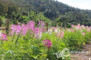 ไร่สตรอเบอรี่-สะเมิง (3)