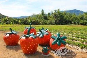 ไร่สตรอเบอรี่-สะเมิง (4)