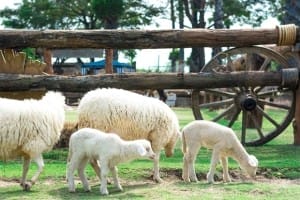 Small Farm Chiang Mai - สมอลล์ฟาร์ม รีสอร์ท (17)