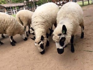 Small Farm Chiang Mai - สมอลล์ฟาร์ม รีสอร์ท (21)