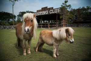 Small Farm Chiang Mai - สมอลล์ฟาร์ม รีสอร์ท (8)