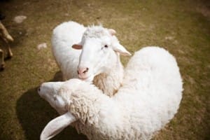 Small Farm Chiang Mai - สมอลล์ฟาร์ม รีสอร์ท (9)