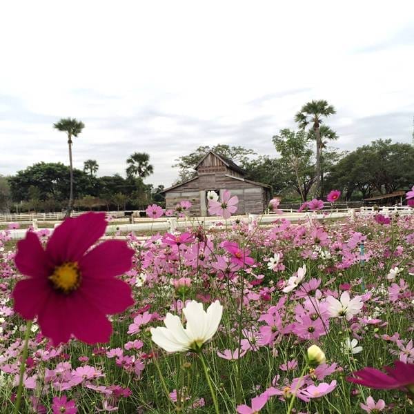 Small Farm Resort (20)