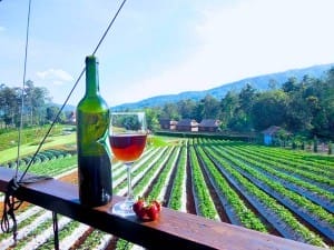 doinok-strawberry-resort (2)