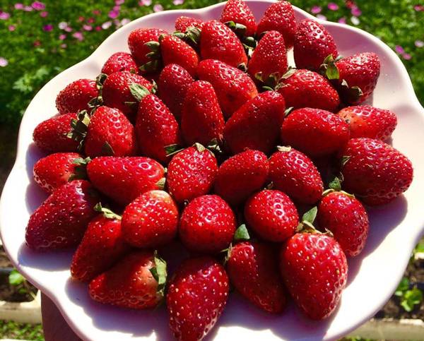 grand-berry-garden (12)