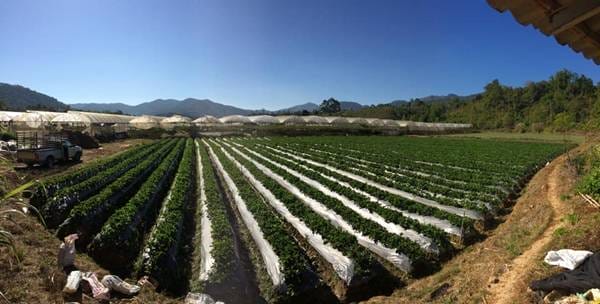 grand-berry-garden (17)