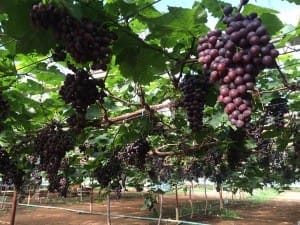 grand-berry-garden (2)