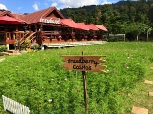 grand-berry-garden (7)