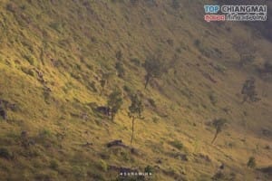 ดอยหลวง (11)