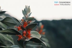 ดอยหลวง - เชียงดาว (12)