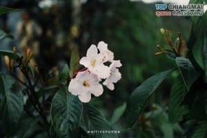 ดอยหลวง - เชียงดาว (14)