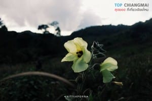 ดอยหลวง - เชียงดาว (15)