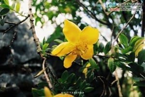 ดอยหลวง - เชียงดาว (19)