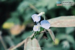 ดอยหลวง - เชียงดาว (5)