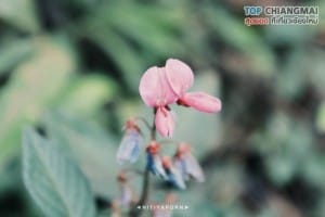 ดอยหลวง - เชียงดาว (7)