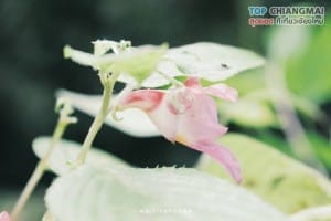 ดอยหลวง - เชียงดาว (8)