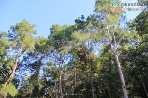 สวนพฤกษศาสตร์ - แม่ริม (24)