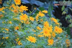 สวนพฤกษศาสตร์ - แม่ริม (30)