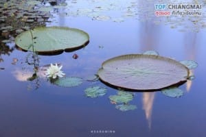 สวนพฤกษศาสตร์ - แม่ริม (32)