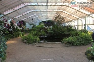 สวนพฤกษศาสตร์ - แม่ริม (35)