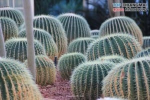 สวนพฤกษศาสตร์ - แม่ริม (38)