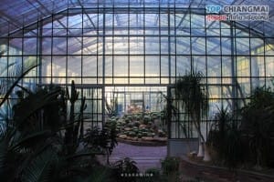 สวนพฤกษศาสตร์ - แม่ริม (40)
